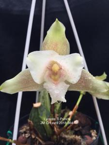 Lycaste Ti Punch