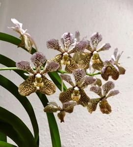 Vanda Tatzeri