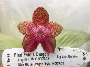 Phalaenopsis Pylo's Dragon