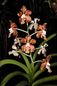Vanda Naeem Ramatally