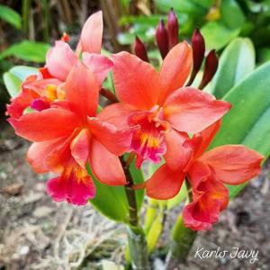 Cattlianthe Fire Dance