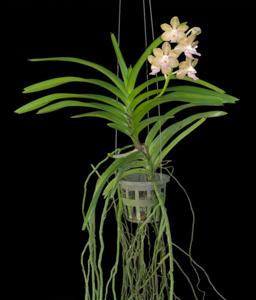 Vanda Golden Doubloon