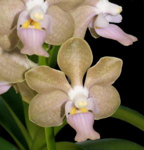 Vanda Golden Doubloon