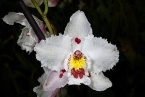 Oncidium Ardentissimum