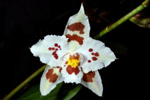 Oncidium Ardentissimum