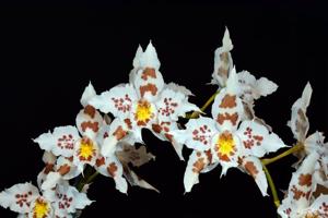 Oncidium Ardentissimum