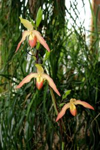 Phragmipedium Nicholle Tower