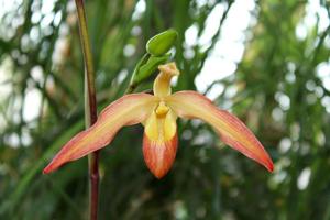 Phragmipedium Nicholle Tower