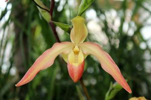 Phragmipedium Nicholle Tower