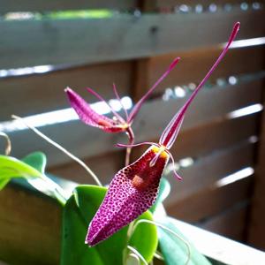 Restrepia Robert Howe