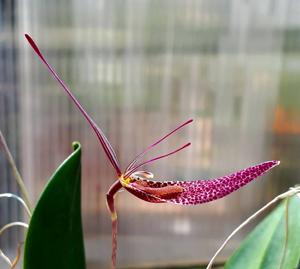 Restrepia Robert Howe