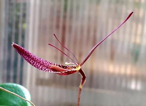 Restrepia Robert Howe