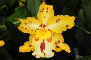 Oncidium Tiger Hambühren