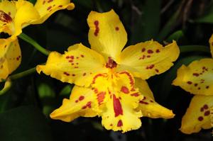 Oncidium Tiger Hambühren