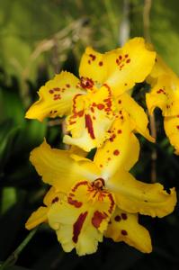 Oncidium Tiger Hambühren