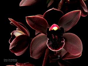 Cymbidium Cali Night