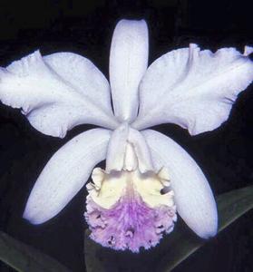 Cattleya Undine