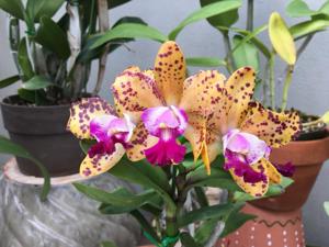 Cattleya Katherine Clarkson