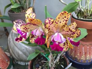 Cattleya Katherine Clarkson