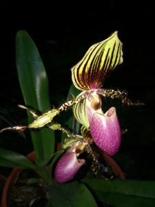 Paphiopedilum Vanguard