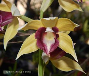 Gastrophaius Pololei Sunset