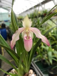 <i>Phragmipedium</i> Wössen