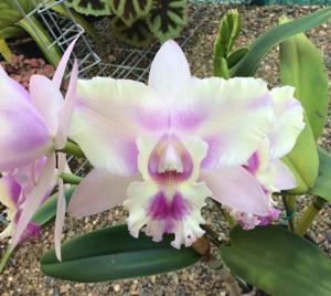 Rhyncholaeliocattleya Mari's Song-Chancemaker