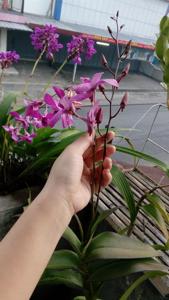 Dendrobium Bantimurung