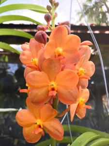 Vanda Suksamran Sunlight