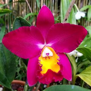 Rhyncholaeliocattleya Hawaiian Prominence