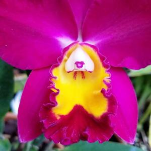 Rhyncholaeliocattleya Hawaiian Prominence