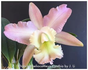 Rhyncholaeliocattleya Cynthia