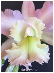 Rhyncholaeliocattleya Cynthia