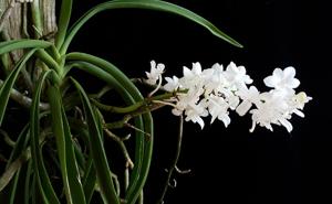 Rhynchodenia Magic Wand