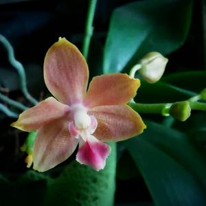 Phalaenopsis Tzu Chiang Orange