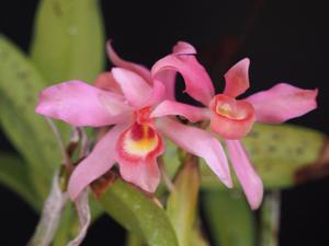 Guarianthe laelioides