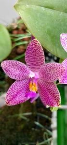Phalaenopsis Mok Choi Yew