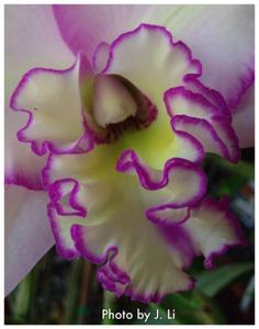 Rhyncatlaelia Picotee Passion