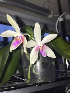 Phalaenopsis Wattebausch