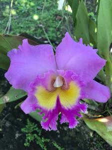 Rhyncholaeliocattleya Pamela Hetherington