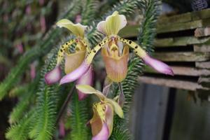 Paphiopedilum Judy Adams