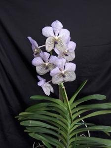 Vanda Rothschildiana