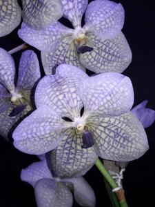 Vanda Rothschildiana