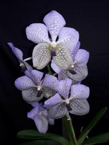 Vanda Rothschildiana