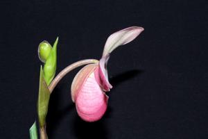 Phragmipedium Cape Sunset