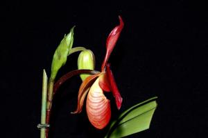 Phragmipedium Don Wimber