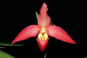 Phragmipedium Don Wimber