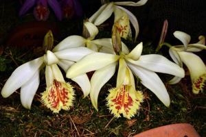 Pleione confusa