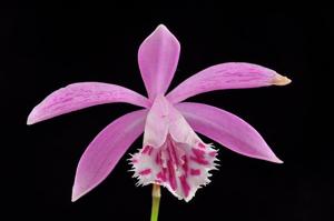 Pleione Piton