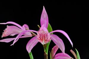 Pleione Versailles